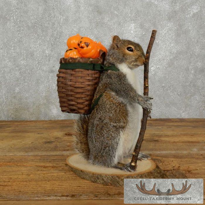 Hiking Grey Squirrel Novelty Taxidermy Mount For Sale