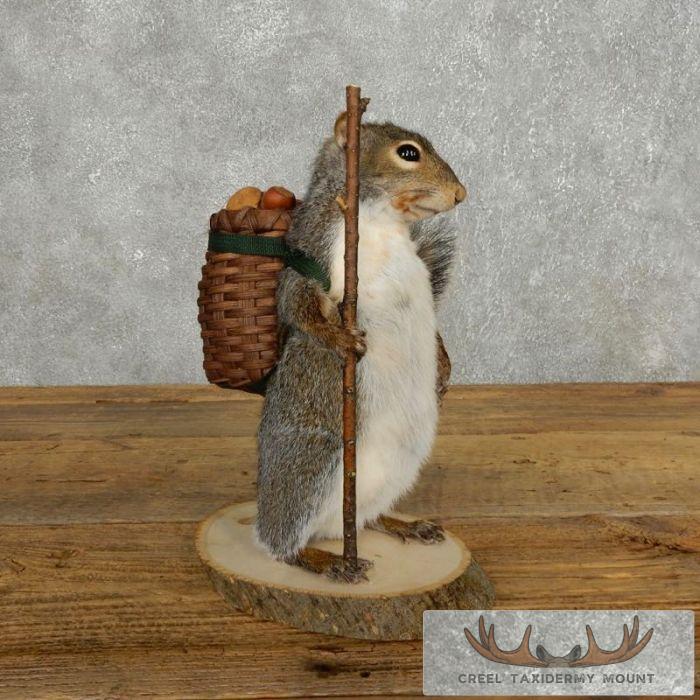 Hiking Grey Squirrel Novelty Taxidermy Mount For Sale
