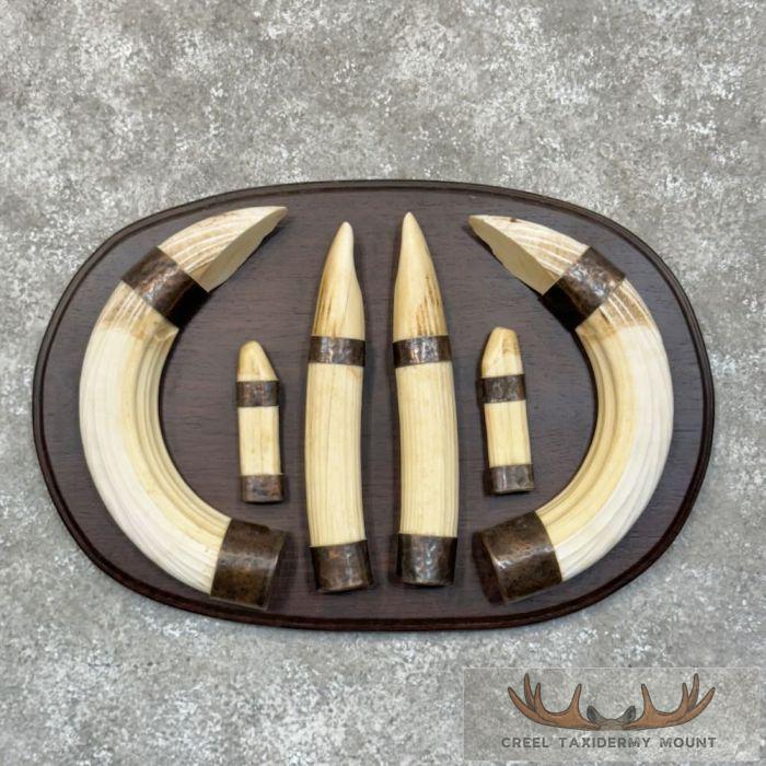 Hippopotamus Tooth Set Safari Decor For Sale