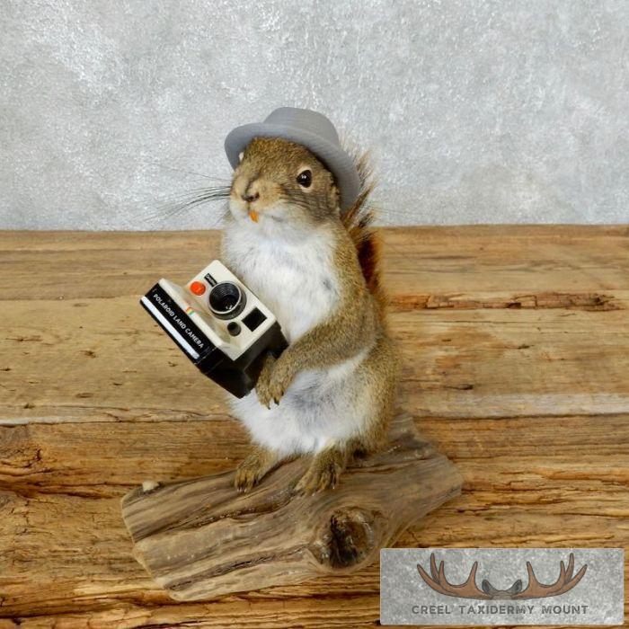 Novelty Red Squirrel Taxidermy Mount For Sale