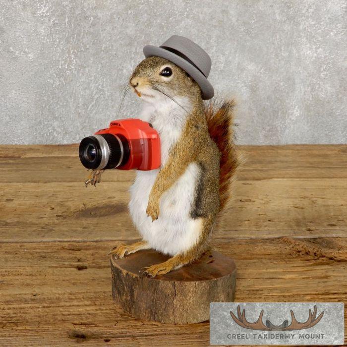 Novelty Red Squirrel Taxidermy Mount For Sale