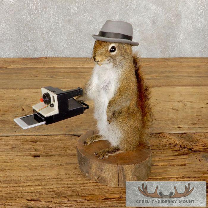 Novelty Red Squirrel Taxidermy Mount For Sale
