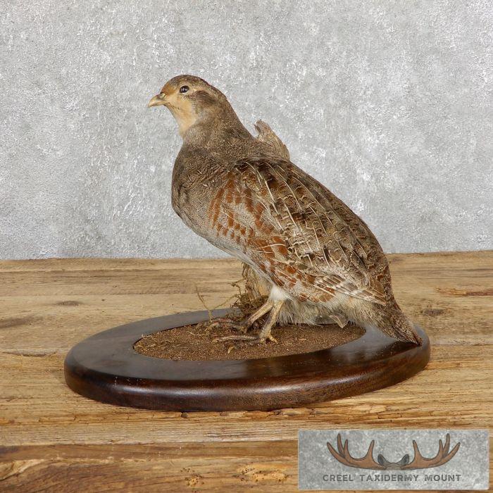 Hungarian Grey Partridge Taxidermy Mount For Sale