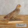 Hungarian Grey Partridge Taxidermy Mount For Sale