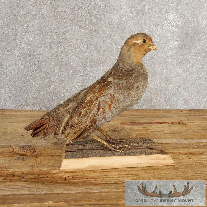 Hungarian Grey Partridge Taxidermy Mount For Sale
