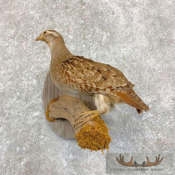 Hungarian Grey Partridge Taxidermy Mount For Sale