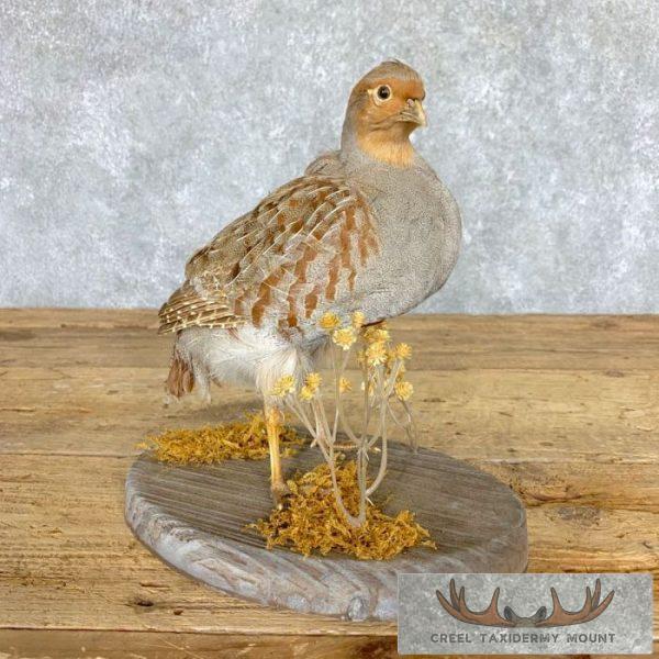 Hungarian Grey Partridge Taxidermy Mount For Sale
