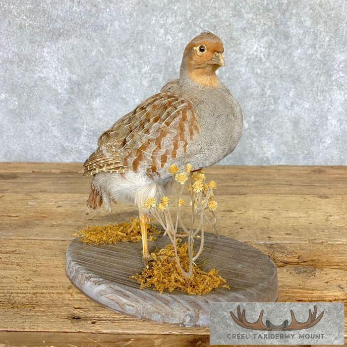 Hungarian Grey Partridge Taxidermy Mount For Sale