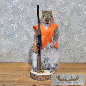 Novelty Gray Squirrel Taxidermy Mount Taxidermy