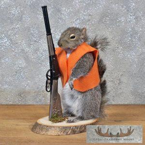 Novelty Gray Squirrel Taxidermy Mount Taxidermy