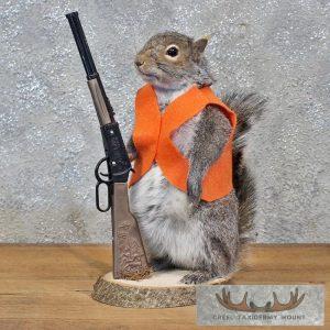 Novelty Gray Squirrel Taxidermy Mount Taxidermy