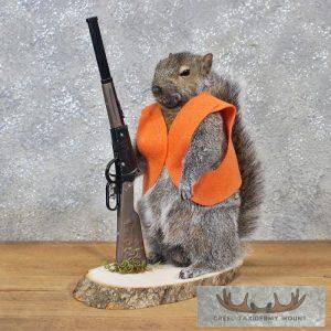 Novelty Gray Squirrel Taxidermy Mount Taxidermy