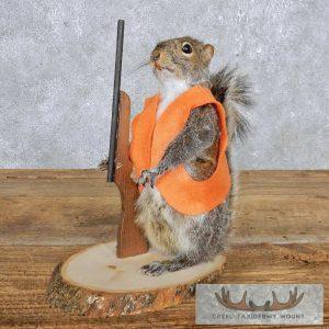 Novelty Gray Squirrel Taxidermy Mount Taxidermy