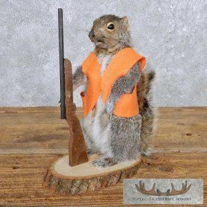 Novelty Gray Squirrel Taxidermy Mount Taxidermy