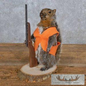 Novelty Gray Squirrel Taxidermy Mount Taxidermy
