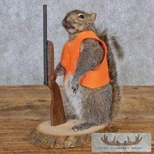 Novelty Gray Squirrel Taxidermy Mount Taxidermy