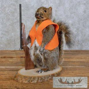 Novelty Gray Squirrel Taxidermy Mount Taxidermy