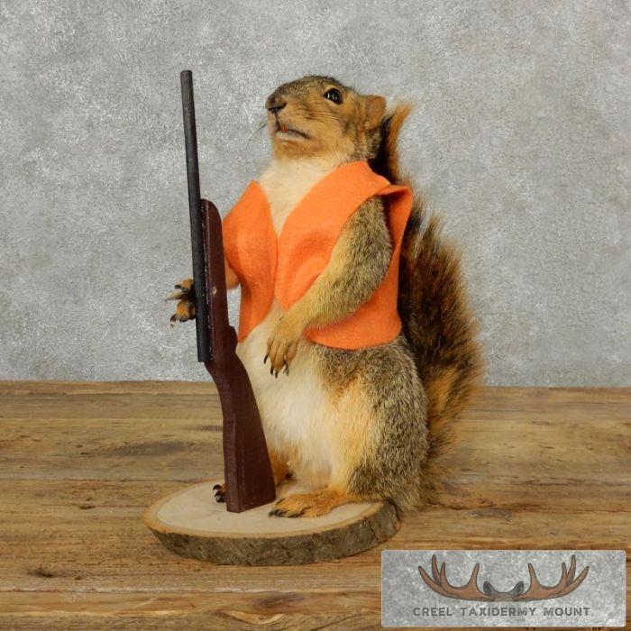 Novelty Fox Squirrel Taxidermy Mount For Sale