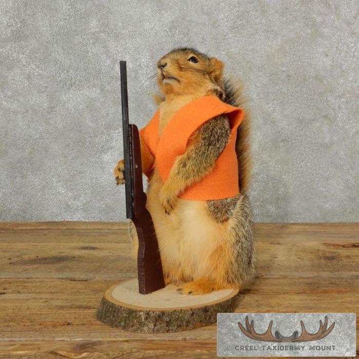 Novelty Fox Squirrel Taxidermy Mount For Sale