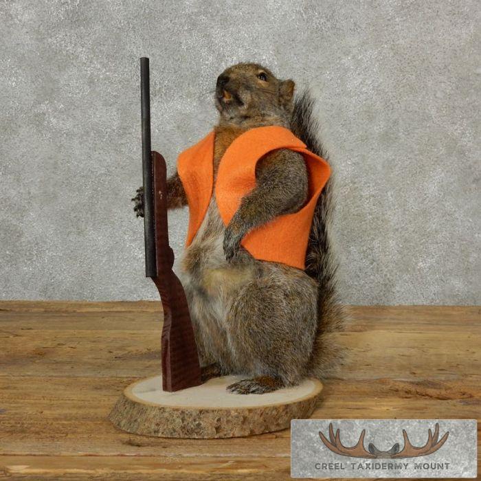 Novelty Gray Squirrel Taxidermy Mount For Sale