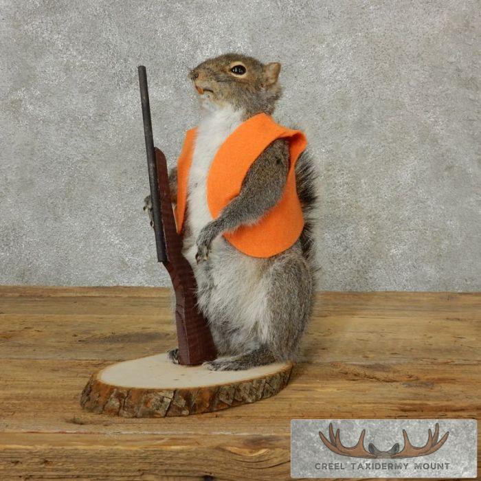 Novelty Gray Squirrel Taxidermy Mount For Sale