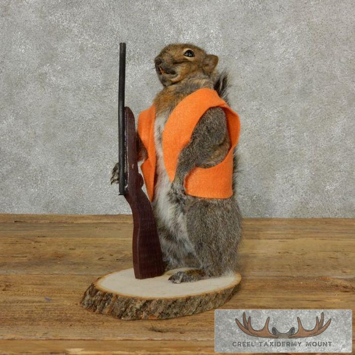 Novelty Gray Squirrel Taxidermy Mount For Sale