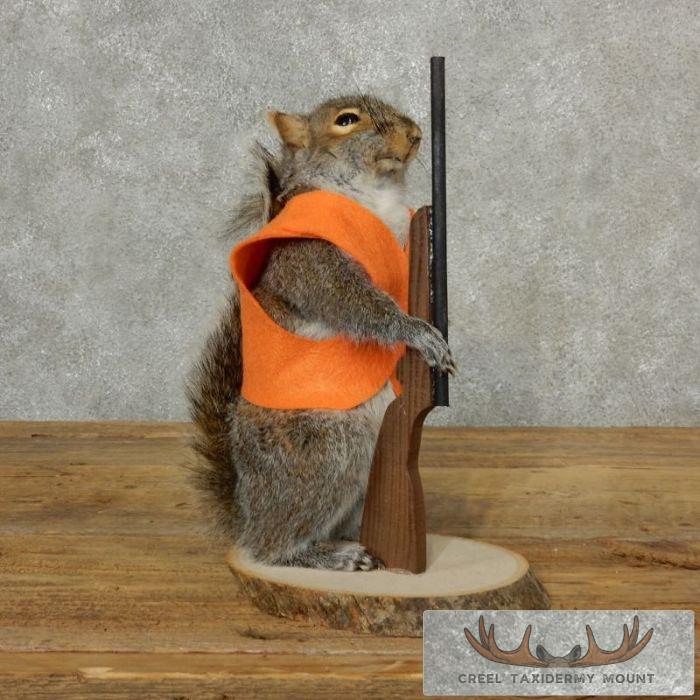 Novelty Gray Squirrel Taxidermy Mount For Sale