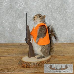 Novelty Gray Squirrel Taxidermy Mount Taxidermy