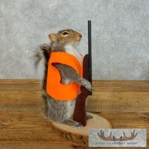 Novelty Gray Squirrel Taxidermy Mount Taxidermy