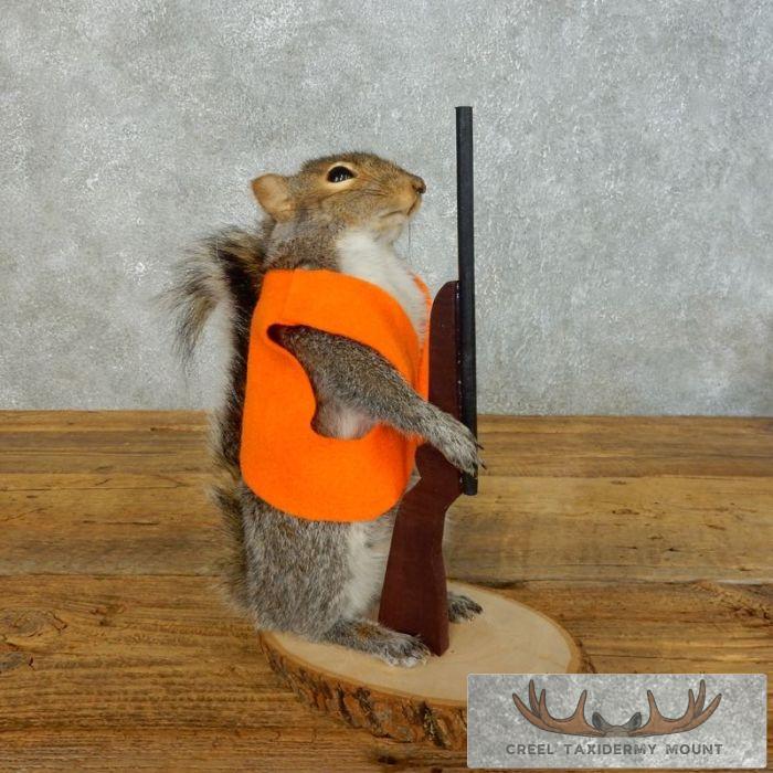 Novelty Gray Squirrel Taxidermy Mount For Sale