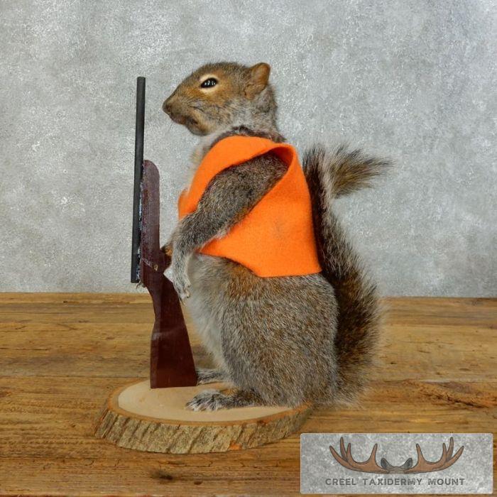 Novelty Gray Squirrel Taxidermy Mount For Sale