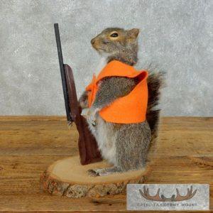 Novelty Gray Squirrel Taxidermy Mount Taxidermy