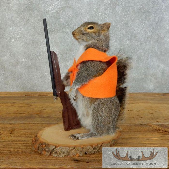 Novelty Gray Squirrel Taxidermy Mount For Sale