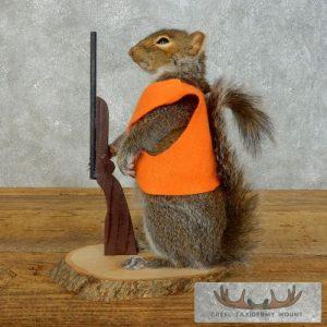 Novelty Gray Squirrel Taxidermy Mount Taxidermy