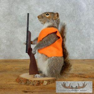 Novelty Gray Squirrel Taxidermy Mount Taxidermy