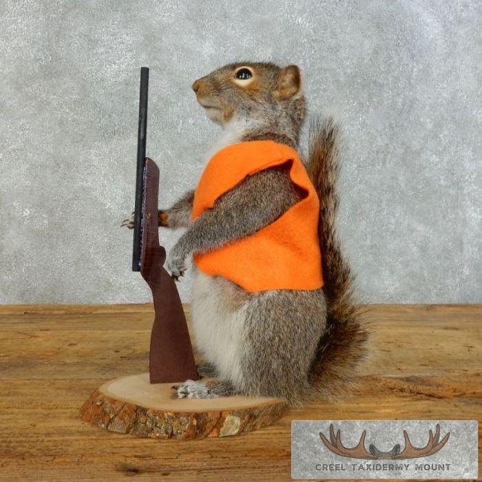Novelty Gray Squirrel Taxidermy Mount For Sale