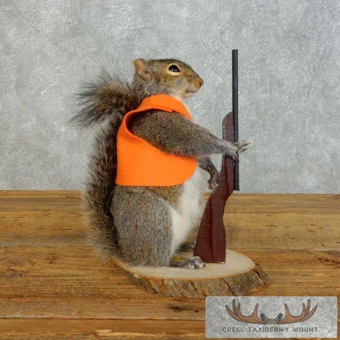 Novelty Gray Squirrel Taxidermy Mount For Sale