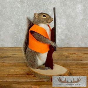 Novelty Gray Squirrel Taxidermy Mount Taxidermy