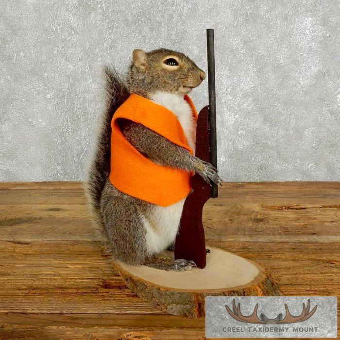 Novelty Gray Squirrel Taxidermy Mount For Sale