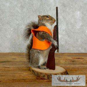 Novelty Gray Squirrel Taxidermy Mount Taxidermy