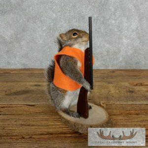 Novelty Gray Squirrel Taxidermy Mount Taxidermy
