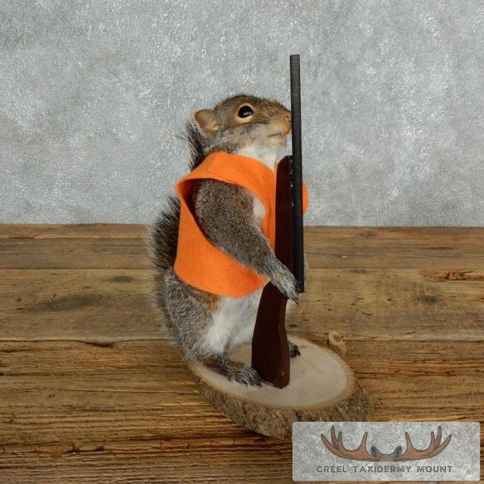 Novelty Gray Squirrel Taxidermy Mount For Sale