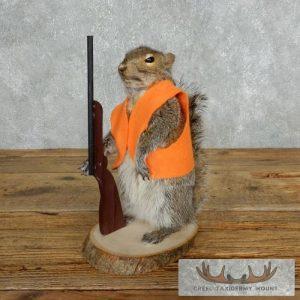 Novelty Gray Squirrel Taxidermy Mount Taxidermy