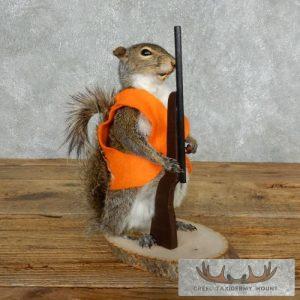Novelty Gray Squirrel Taxidermy Mount Taxidermy