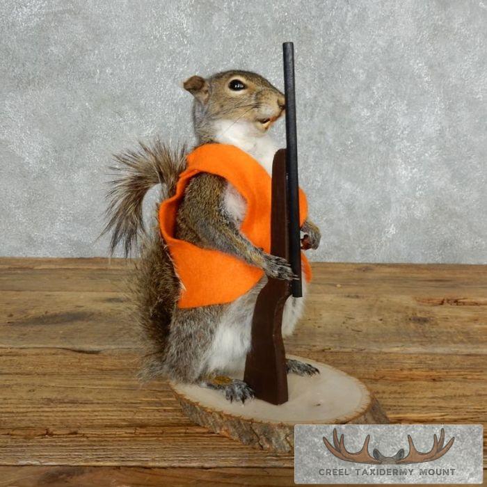 Novelty Gray Squirrel Taxidermy Mount For Sale