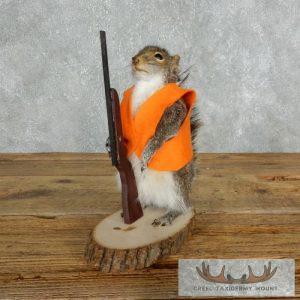 Novelty Gray Squirrel Taxidermy Mount Taxidermy