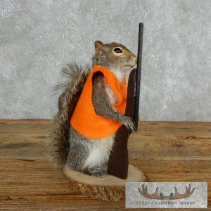 Novelty Gray Squirrel Taxidermy Mount Taxidermy