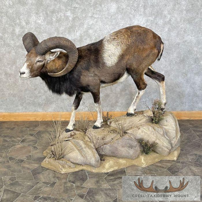 Iberian Mouflon Ram Life-Size Taxidermy Mount For Sale