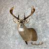 Whitetail Deer Shoulder Taxidermy Mount For Sale - Image 2