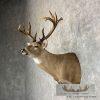 Whitetail Deer Shoulder Taxidermy Mount For Sale - Image 3